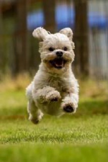 Ralphie 5